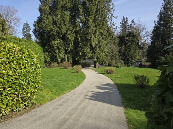 The hedged driveway approaching the house through tall cedars